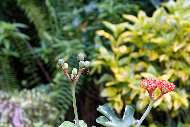 Kandy-Botanical garden-034